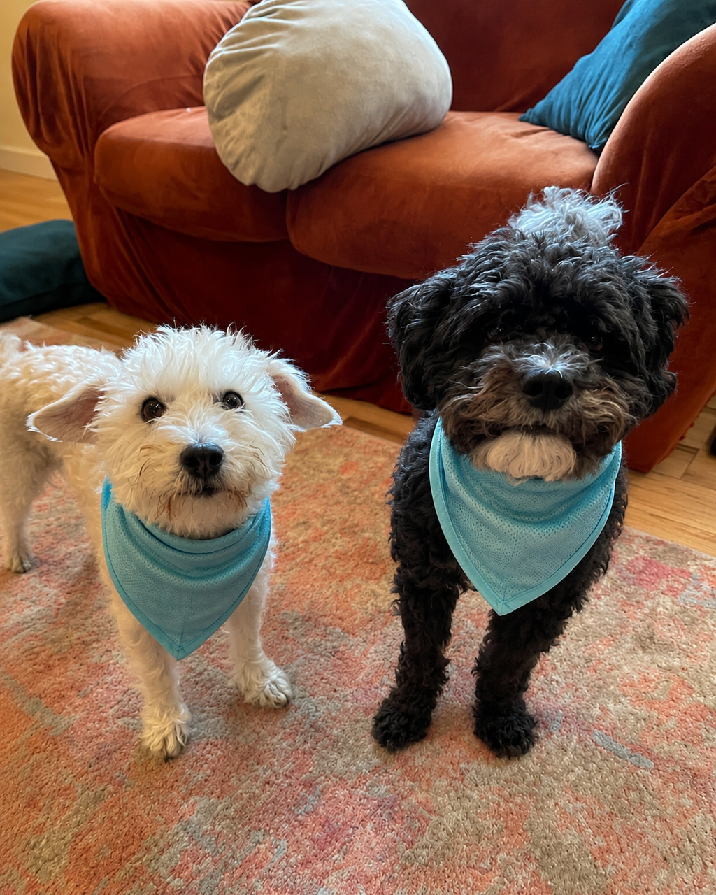 New Instant Cooling Pet Bandana Dog Scarf Summer Cooling Towel Wrap Dog Collar